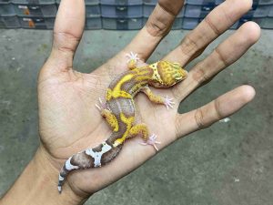J-350 | ALBINO MACK SNOW RAPTOR BLACK NIGHT - BETINA