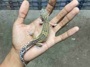 J-351 | BLACK NIGHT HET. TREMPER- JANTAN