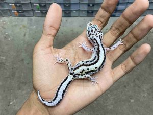 J-352 | TUG BOLD STRIPE HET. TREMPER - JANTAN