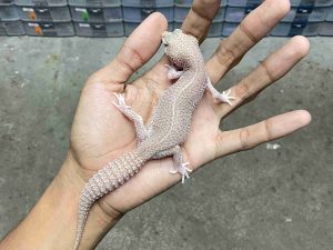 J-354 | ALBINO SUPER SNOW RAPTOR BLACK NIGHT - BETINA