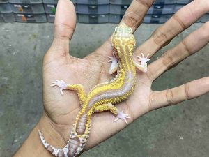 J-355 | ALBINO MACK SNOW RAPTOR REVERSE BLACK NIGHT - BETINA