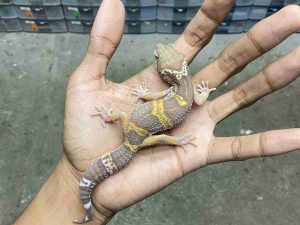J-356 | ALBINO MACK SNOW TREMPER BLACK NIGHT - JANTAN