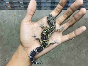 J-357 | BLACK NIGHT POSSIBLE HET. TREMPER - BETINA