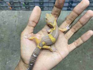 J-358 | ALBINO MACK SNOW TREMPER BLACK NIGHT HET. ECLIPSE - JANTAN