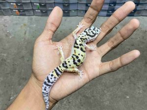 J-359 | TUG BOLD BANDIT POSSIBLE HET. TREMPER - BETINA