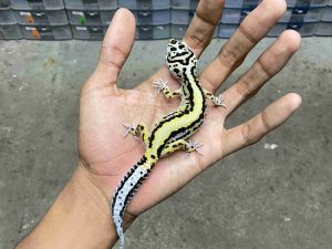 J-360 | BOLD STRIPE HET. TREMPER - BETINA