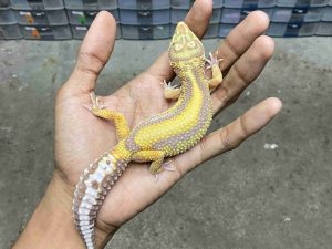 J-362 | ALBINO TREMPER BOLD STRIPE - BETINA