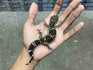 J-363 | BLACK NIGHT POSSIBLE HET. TREMPER - BETINA