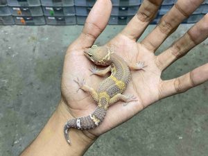 J-365 | ALBINO TREMPER BLACK NIGHT/ CHOCOLATE - BETINA (-)