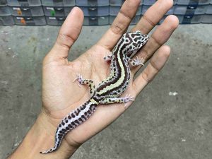 J-366 | MACK SNOW BOLD STRIPE POSSIBLE HET. TREMPER - BETINA