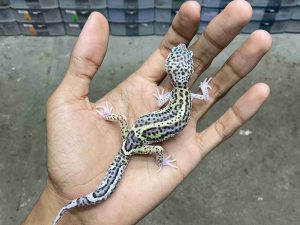 J-368 | MACK SNOW ECLIPSE BLACK NIGHT HET. TREMPER - BETINA