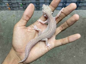 J-369 | ALBINO SUPER SNOW RAPTOR BLACK NIGHT - BETINA