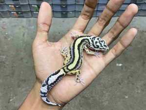 J-370 | BOLD STRIPE AFGHAN BLOOD LINE POSSIBLE HET. TREMPER - BETINA