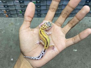 B-404 | ALBINO RAPTOR REVERSE STRIPE - INCUB. JANTAN