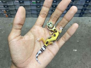 B-405 | TANGERINE POSSIBLE HET. TREMPER - INCUB. BETINA