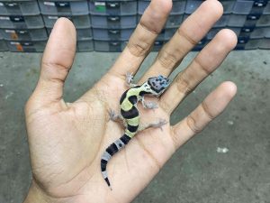 B-406 | TANGERINE TUG HET. TREMPER - INCUB. BETINA