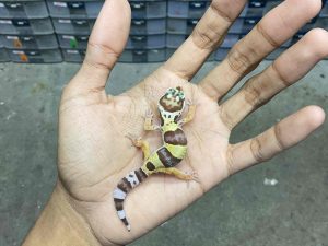 B-407 | ALBINO PHANTOM/ TUG TREMPER - INCUB. BETINA