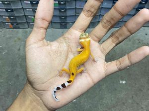 B-408 | ALBINO APTOR/ ALBINO PATTERNLESS TREMPER ORANGE - INCUB. JANTAN