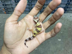 B-409 | ALBINO TREMPER - INCUB. BETINA