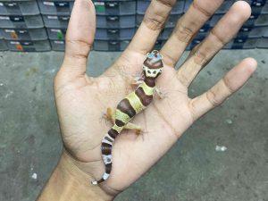 B-410 | ALBINO TREMPER - INCUB. JANTAN