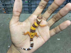 B-411 | ALBINO TREMPER - INCUB. BETINA