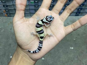 B-412 | TANGERINE POSSIBLE TUG POSSIBLE HET. TREMPER - INCUB. BETINA