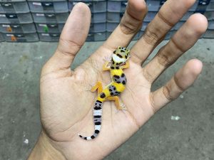 B-414 | HYPO TANGERINE POSSIBLE HET. TREMPER  - INCUB. JANTAN