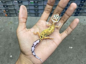 B-415 | EMERINE JUNGLE POSSIBLE HET. TREMPER - INCUB. JANTAN