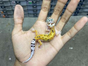 B-417 | JUNGLE TANGERINE POSSIBLE HET. TREMPER - INCUB. JANTAN