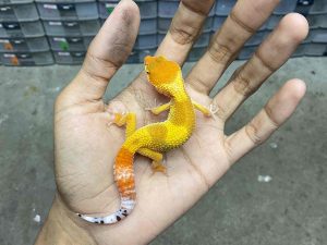 B-419 | SHTCT HET. TREMPER - INCUB. BETINA