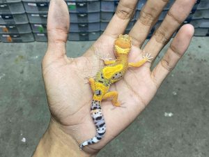 B-420 | HYPO TANGERINE POSSIBLE HET. TREMPER - INCUB. BETINA
