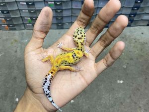 B-418 | JUNGLE TANGERINE POSSIBLE HET. TREMPER - INCUB. JANTAN