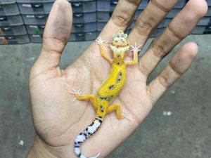 B-421 | JUNGLE TANGERINE POSSIBLE HET. TREMPER - INCUB. JANTAN