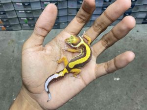 B-422 | ALBINO TREMPER BOLD STRIPE - INCUB. JANTAN