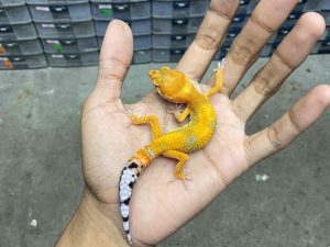 B-423 | JUNGLE TANGERINE POSSIBLE HET. TREMPER - INCUB. BETINA