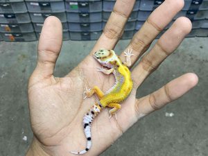 B-425 | EMERINE RED STRIPE POSSIBLE HET. TREMPER - INCUB. JANTAN