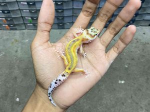 B-426 | REVERSE STRIPE POSSIBLE HET. TREMPER - INCUB. JANTAN