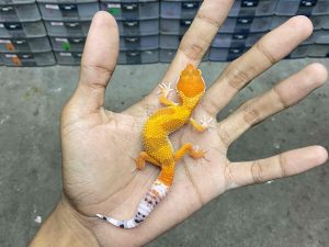 B-427 | SHTCTB HET. TREMPER - INCUB. BETINA