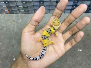 B-458 | HYPO TANGERINE POSSIBLE HET. TREMPER - INCUB. JANTAN