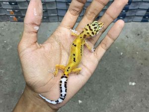 B-460 | JUNGLE TANGERINE POSSIBLE HET. TREMPER - INCUB. JANTAN