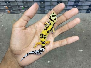 B-463 | BOLD JUNGLE POSSIBLE HET. TREMPER - INCUB. JANTAN