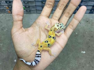 B-467 | HYPO JUNGLE TANGERINE POSSIBLE HET. TREMPER - INCUB. JANTAN