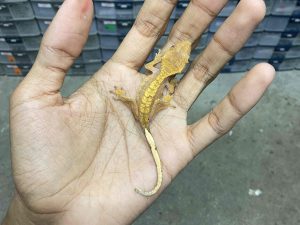 CG-1 | FLAME - BABY UNSEX