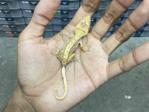 CG-2 | HARLEQUIN - BABY UNSEX