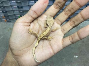 CG-4 | PINSTRIPE - BABY UNSEX