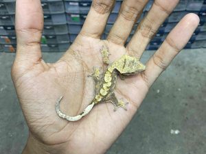 CG-5 | HARLEQUIN - BABY UNSEX