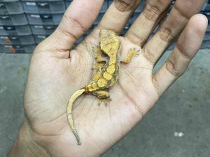 CG-6 | FLAME - BABY UNSEX