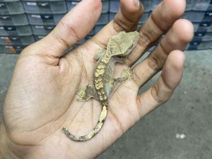 CG-7 | NORMAL - BABY UNSEX