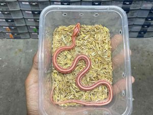 CS-15 | ALBINO AMELANISTIC TESSERA - BABY UNSEX (PRE SHEDDING)