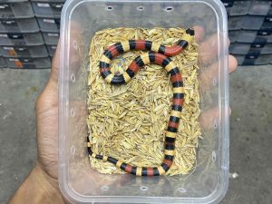 MS-1 | MILK SNAKE PUEBLAN - BABY UNSEX